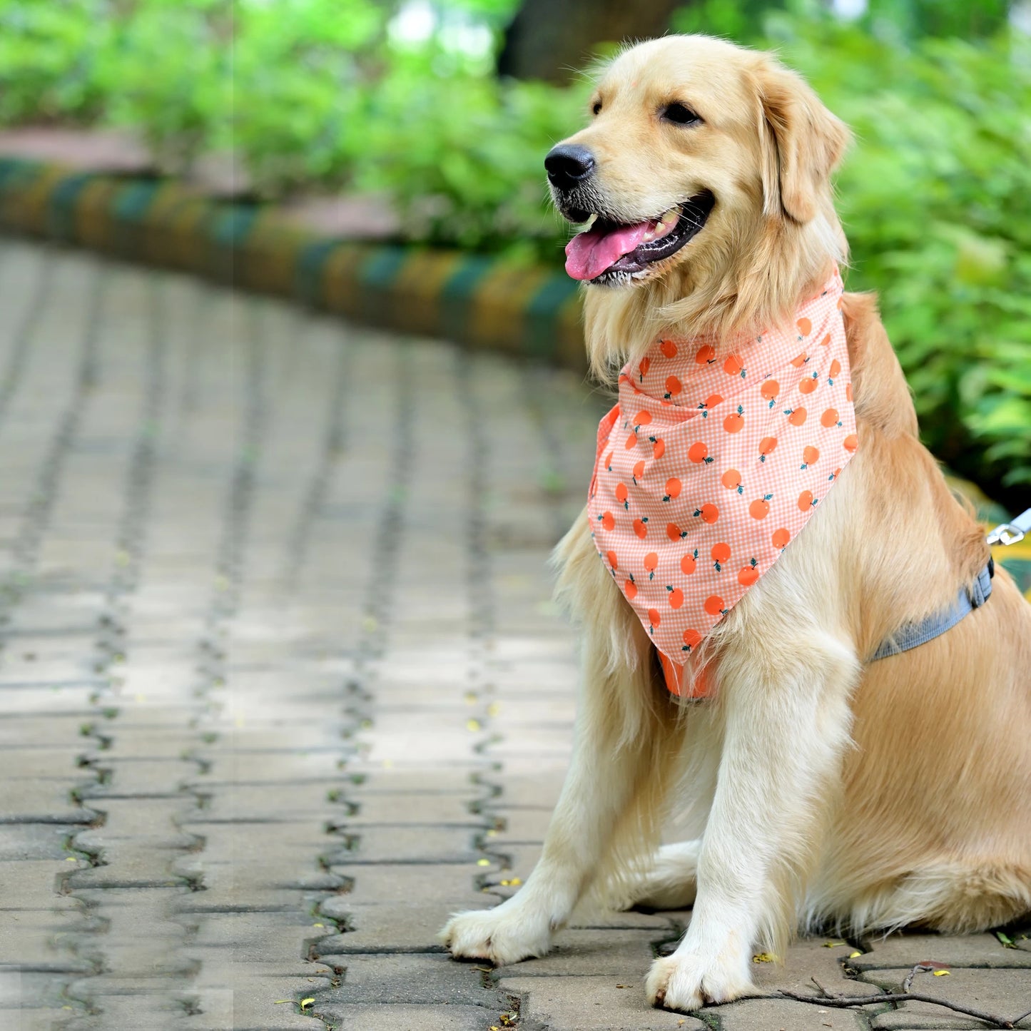 The Tangy Checks cotton scrunchie dog bandana on pup – left side, featuring fun orange checks and orange fruit print. Soft, comfy fit for small, medium and large dogs.