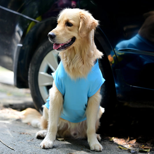 Zoomies speak louder than woofs blue sleeveless cotton dog t-shirt front pose on sitting dog showing tailored fit, high belly cut and comfy feel. Available for small, medium, and large dogs.