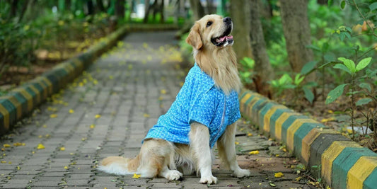 Best Dog Shirts in India Blog