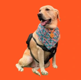 Bingo.webp__PID:91d6cd71-2baa-4376-a47e-3ddaf9575376