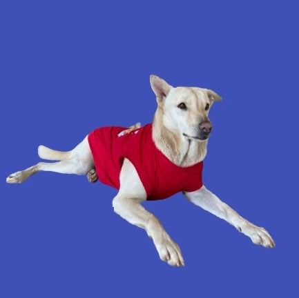 Goofy.jpg__PID:f4b646b0-6fde-411e-b5af-ca057887e4d1