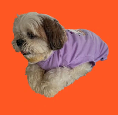 IMG_2899-removebg-preview.webp__PID:369b1de4-b9ba-4190-98f2-a334c2b4a160