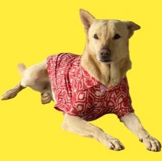 IMG_8536-removebg-preview Goofyy.webp__PID:e00208df-67f2-4ff9-8031-8bfe8512851c