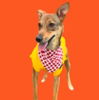 Ria.webp__PID:0ab5f7d9-2ca1-4ae2-8057-2820c423dc86