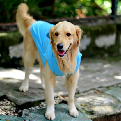 Zoomies Speak Louder Than Woofs!