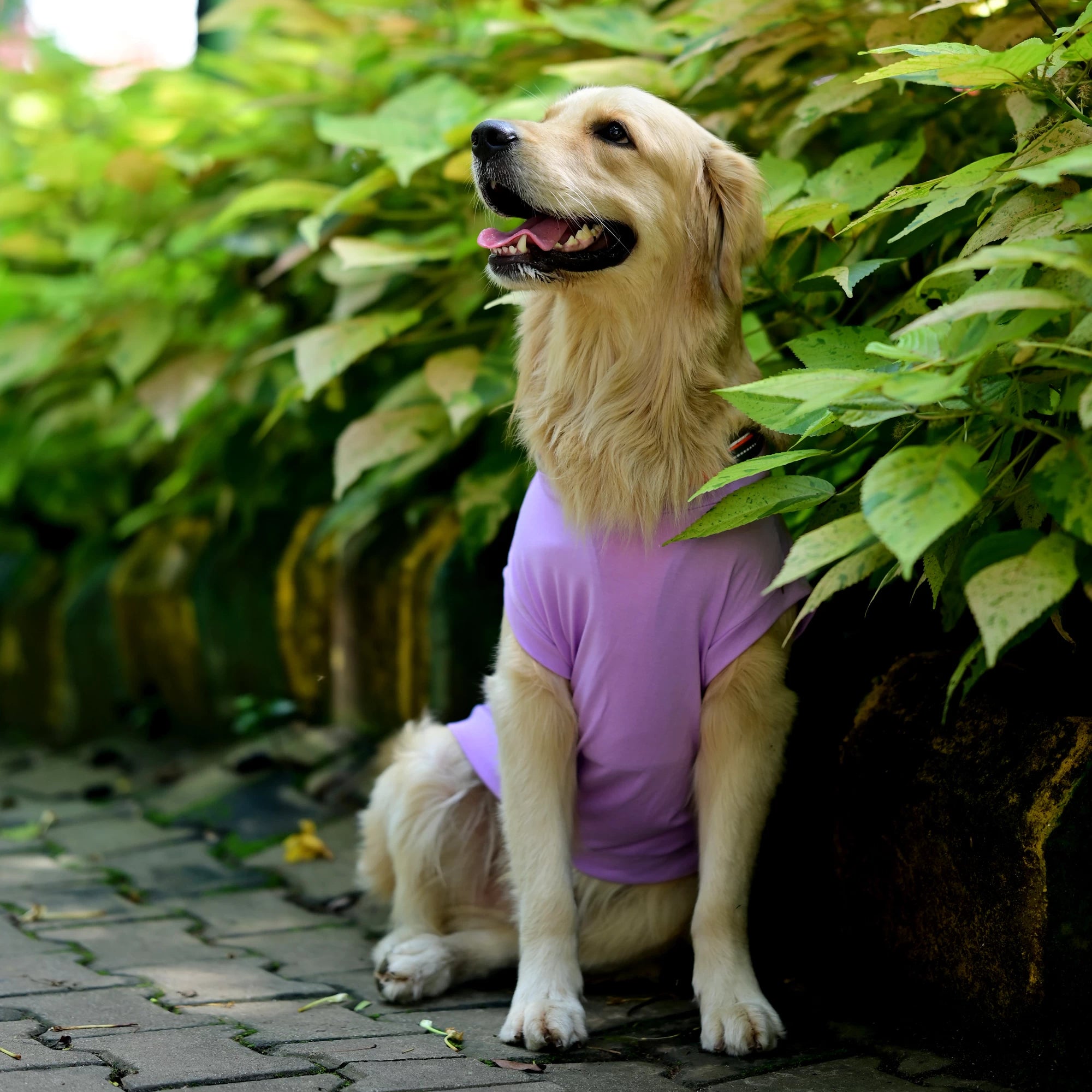 Amma’s Muddu Mari cotton Kannada dog t-shirt showing comfy, tailored fit with high belly cut