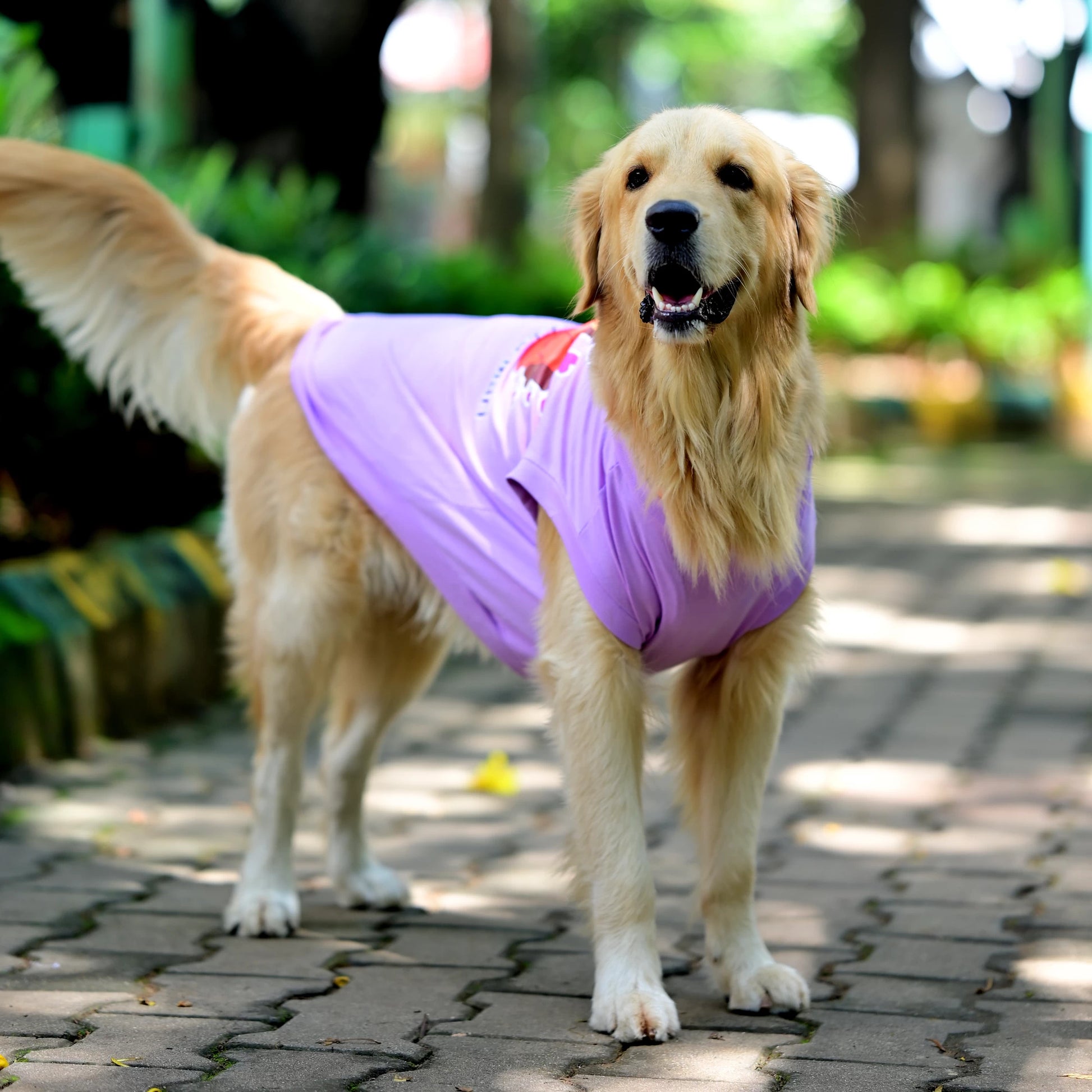 Amma’s Muddu Mari cotton Kannada dog t-shirt in standing pose, showcasing high belly cut and comfy, perfect fit for every dog