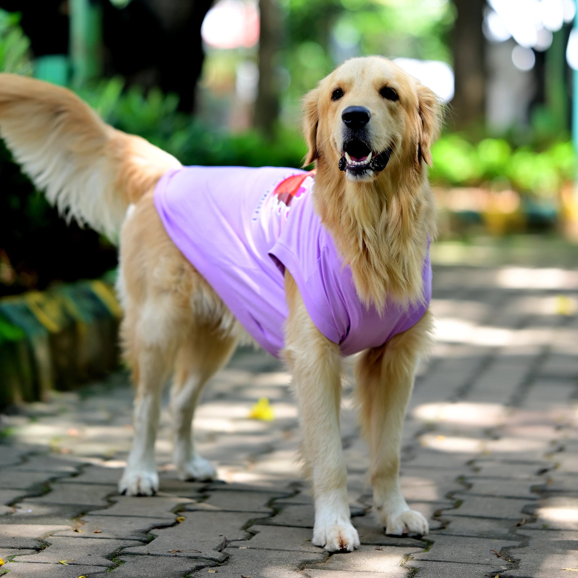 Amma’s Muddu Mari cotton Kannada dog t-shirt in standing pose, showcasing high belly cut and comfy, perfect fit for every dog