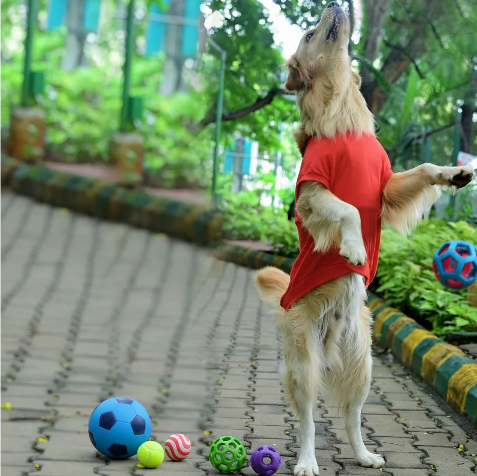 My Hobby Professional Ball Chori sleevless cotton Hindi dog t-shirt in red with high belly cut. Available for small, medium and large dogs.