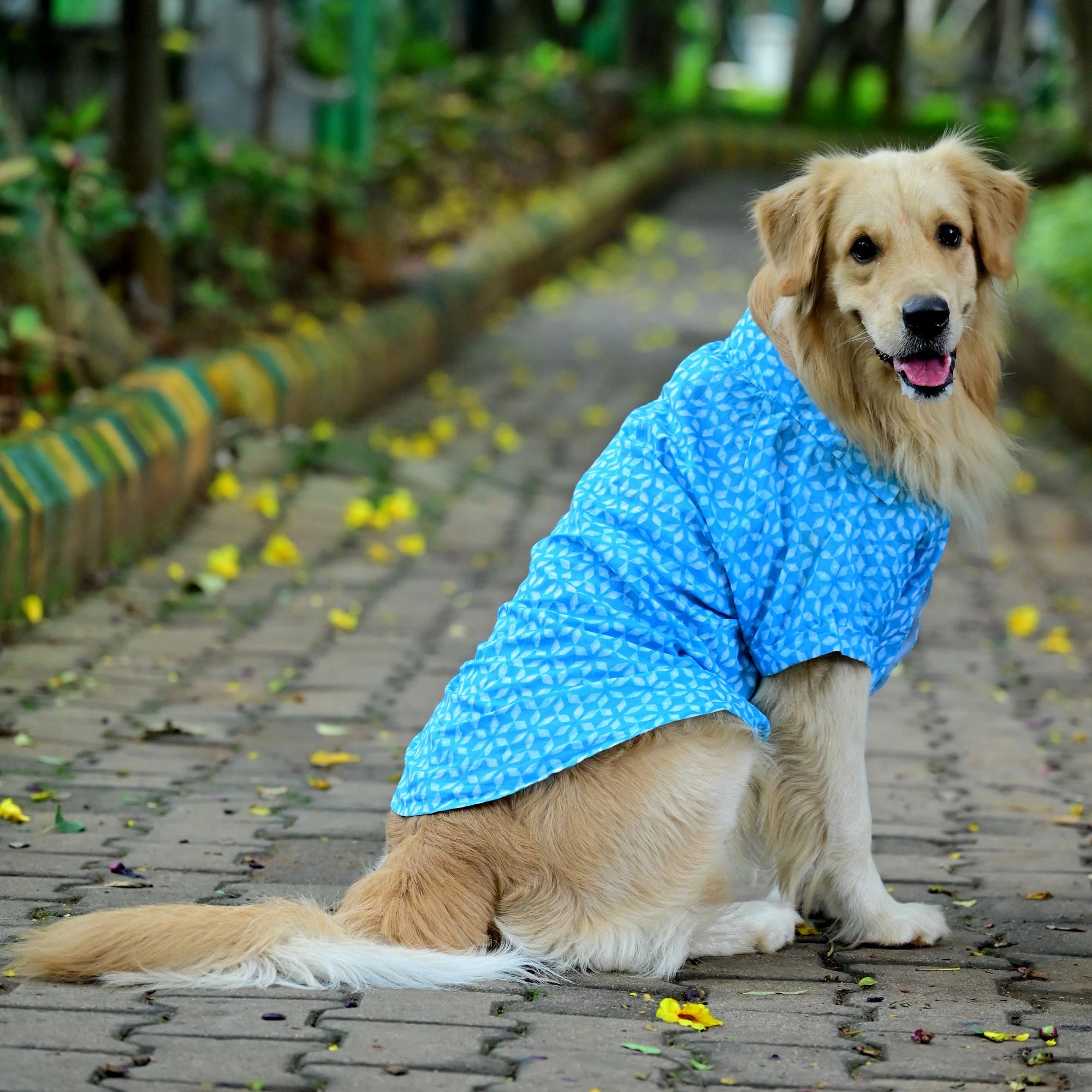 Neeli Nakshatra geometric starry blue cotton dog shirt back view showing tailored fit. For small medium and large dogs