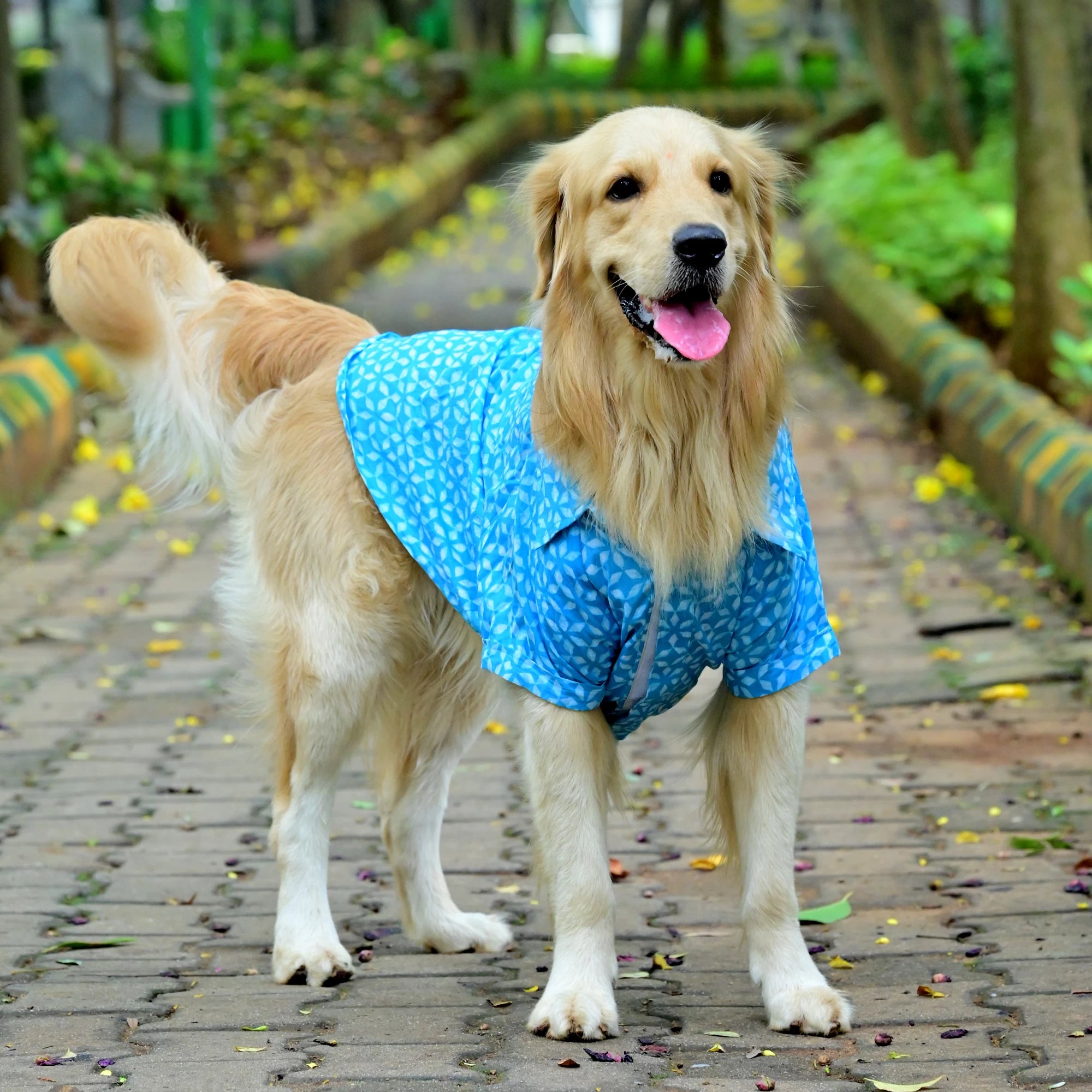 Neeli Nakshatra cotton dog shirt standing pose with high belly cut and velcro snap fit. Perfect for small medium large dogs