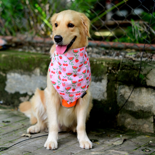 Pink-a-Boo cotton scrunchie dog bandana - front view, soft cotton, easy to slip on, playful cute fruity print, available in Small, Medium, Large sizes for all dogs by Suit Up Pooch