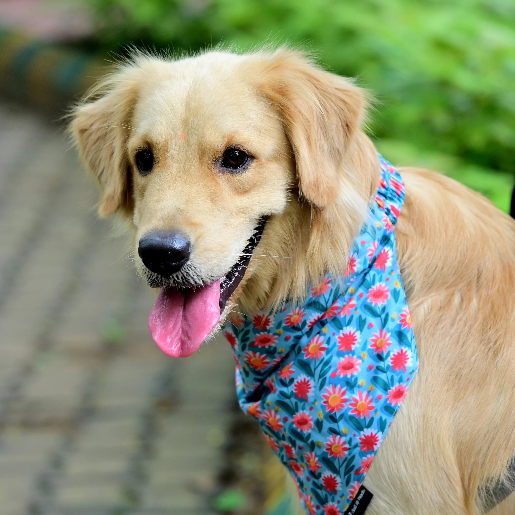 The Daisy Doo cotton scrunchie dog bandana left side view, super comfy, easy to slip on, floral print. Available in Small, Medium, Large sizes for all dogs