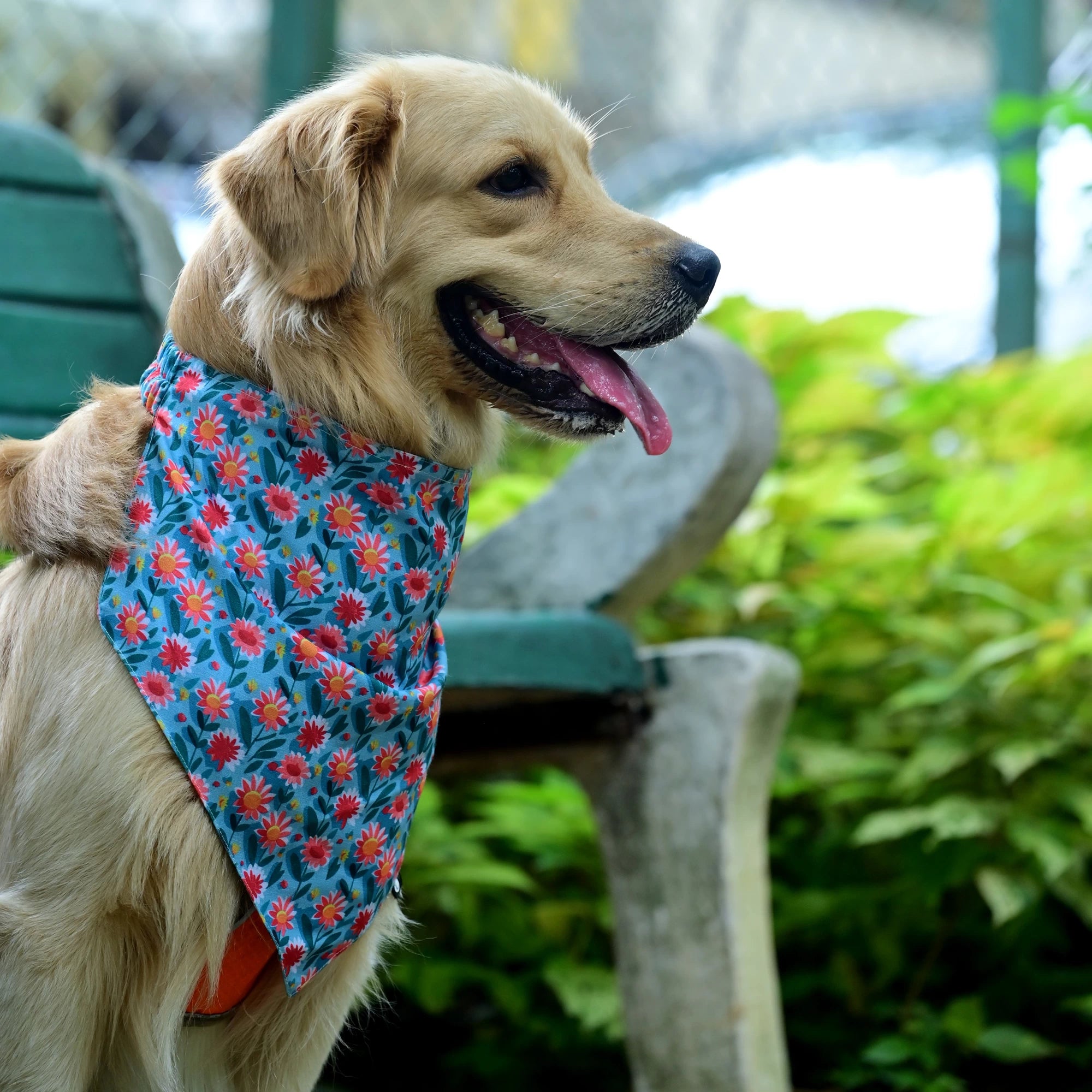 The Daisy Doo cotton scrunchie dog bandana right side view, super comfy, easy to slip on, floral print. Available in Small, Medium, Large sizes for all dogs