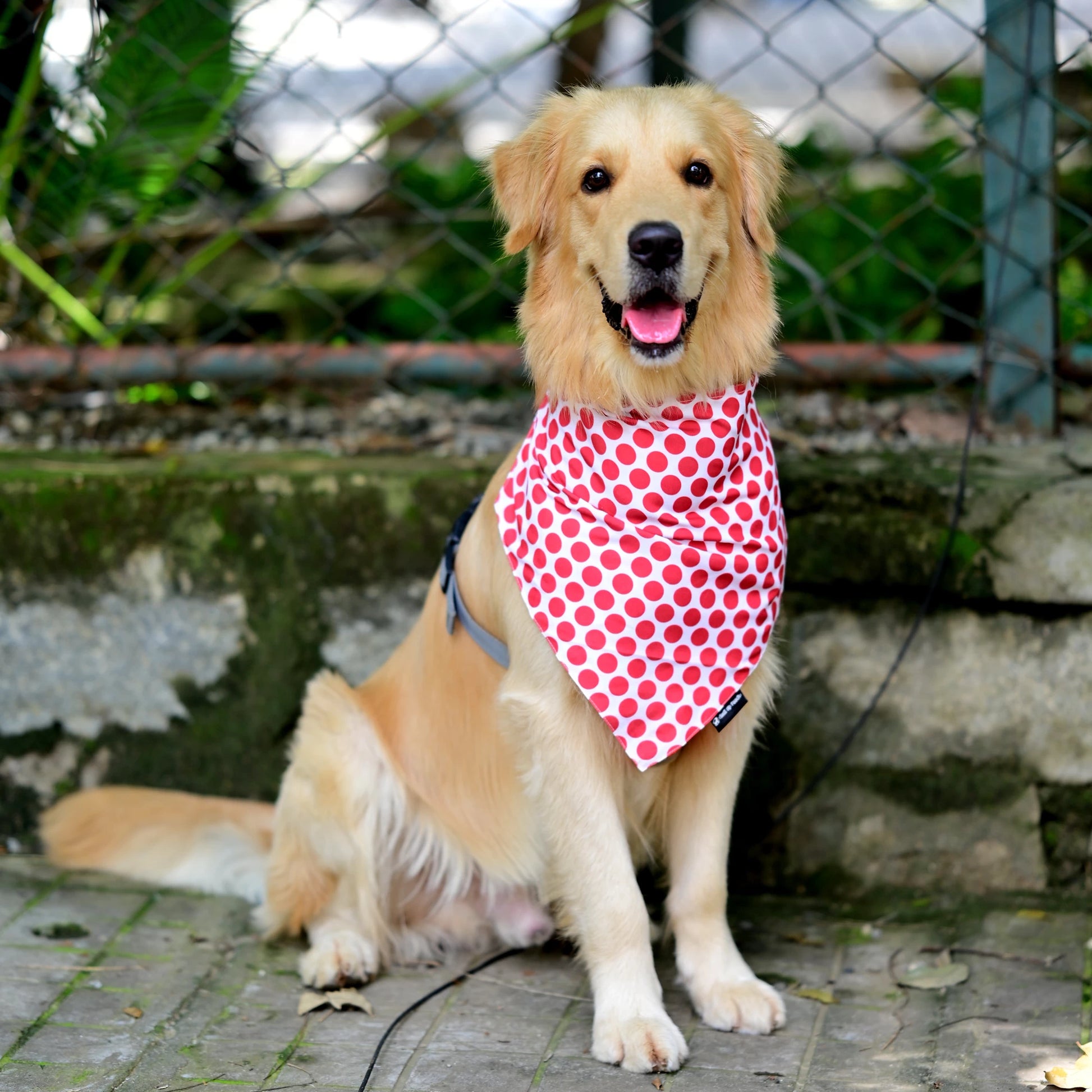 Dog wearing The Polka Pup cotton scrunchie dog bandana - front view, soft cotton, playful red and white polka dot print, easy to slip on, comfy fit, available in Small, Medium, Large size for all dogs