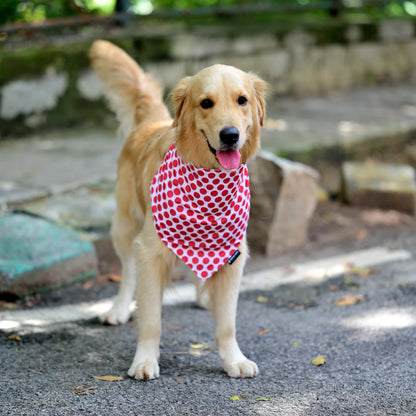Dog wearing The Polka Pup cotton scrunchie dog bandana - soft cotton, playful red and white polka dot print, easy to slip on, comfy fit, available in Small, Medium, Large size for all dogs