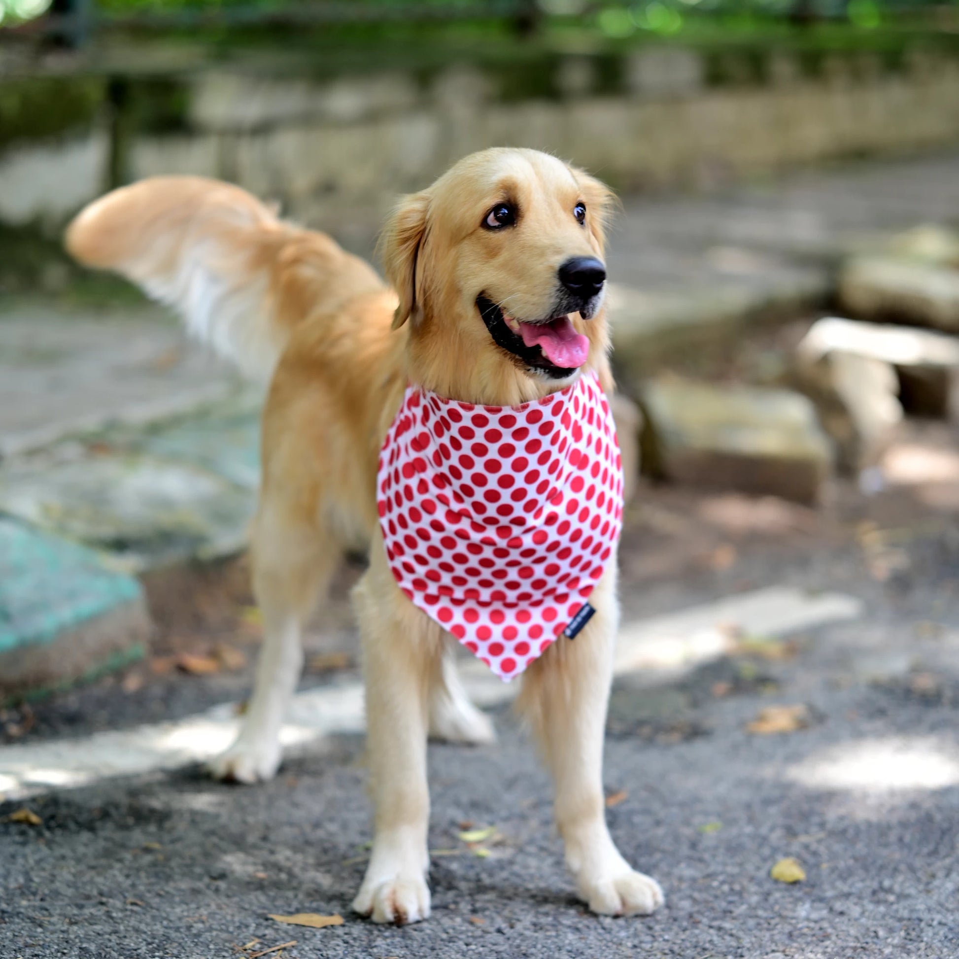 Dog wearing The Polka Pup cotton scrunchie dog bandana - standing pose, soft cotton, playful red and white polka dot print, easy to slip on, comfy fit, available in Small, Medium, Large size for all dogs