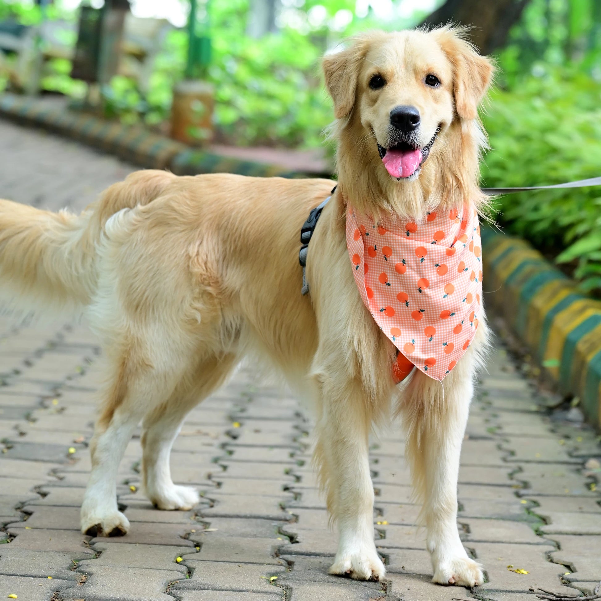 The Tangy Checks cotton scrunchie dog bandana on pup, showing front design with playful orange checks and orange fruit print. Available for Small, Medium, and Large dogs. By Suit Up Pooch.