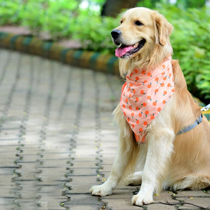 The Tangy Checks cotton scrunchie dog bandana on pup – left side, featuring fun orange checks and orange fruit print. Soft, comfy fit for small, medium and large dogs.