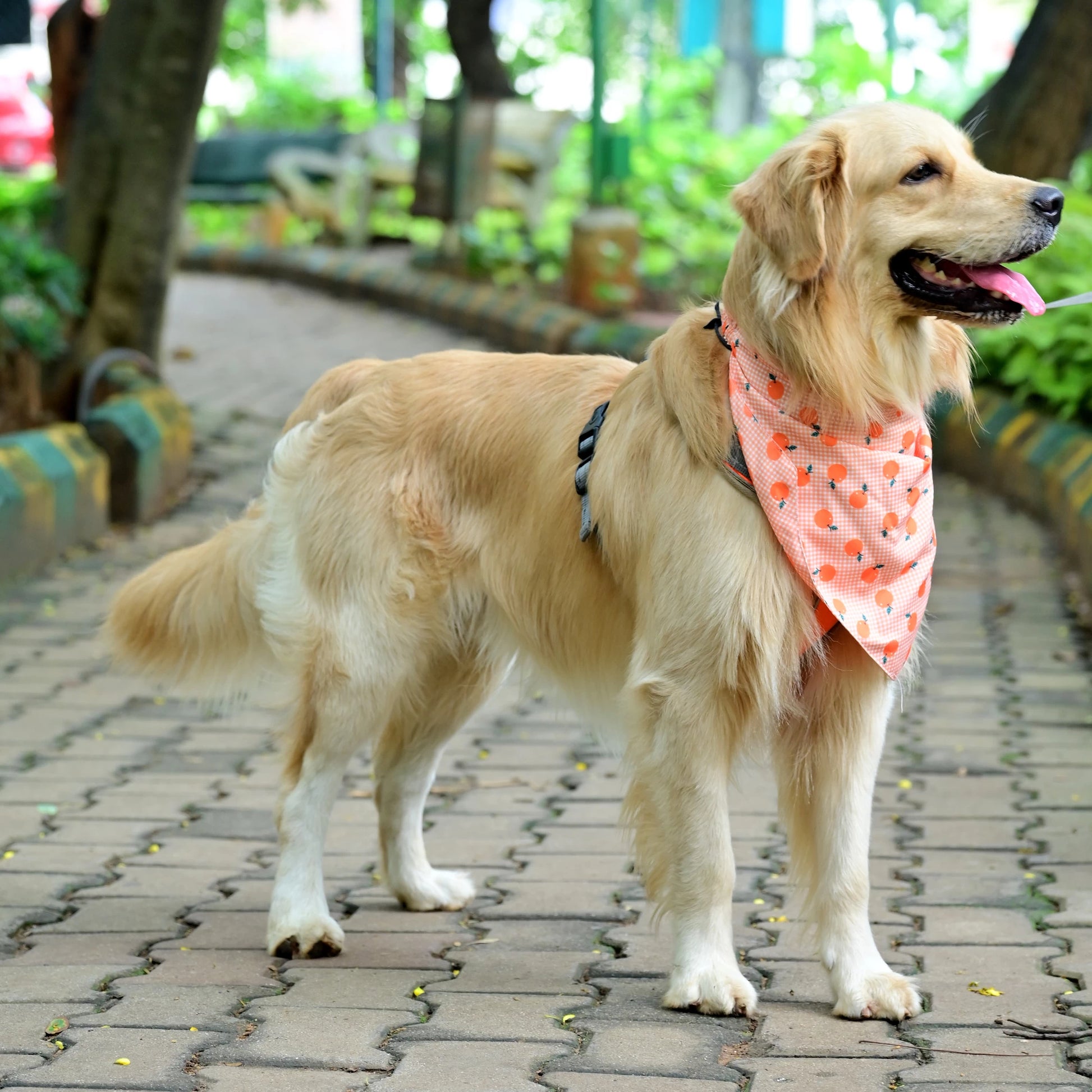 The Tangy Checks cotton scrunchie dog bandana – side profile on pup, featuring fun orange checks and orange fruit print. Soft, comfy fit for Small, Medium, and Large dogs.