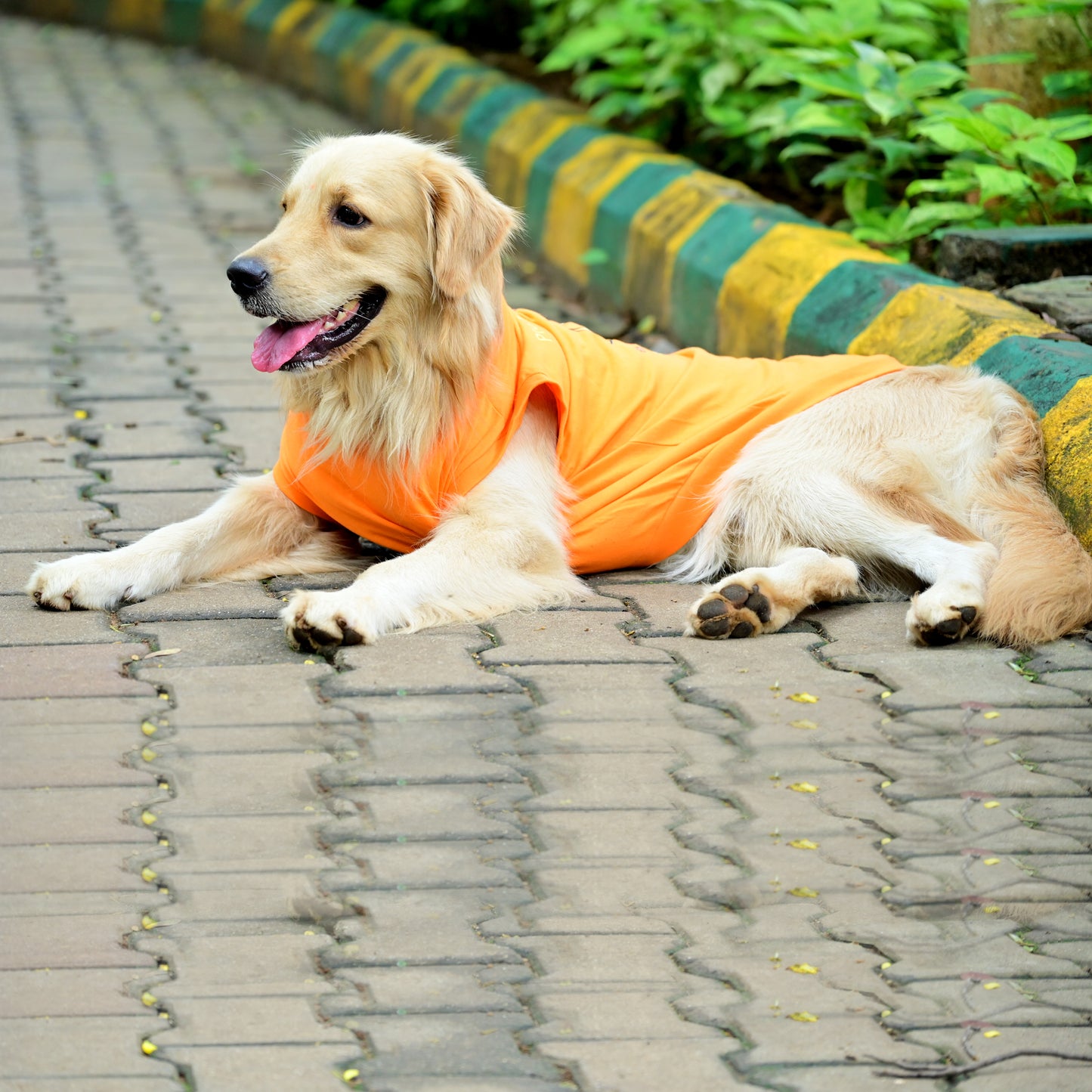 Tired-a? Oh Bhrame! Nan Recharge Mode On Guru! orange sleeveless Kannada cotton dog t-shirt on dog in sitting pose, showing comfy fit. Ideal for small, medium, and large pups recharging before their next zoomies.