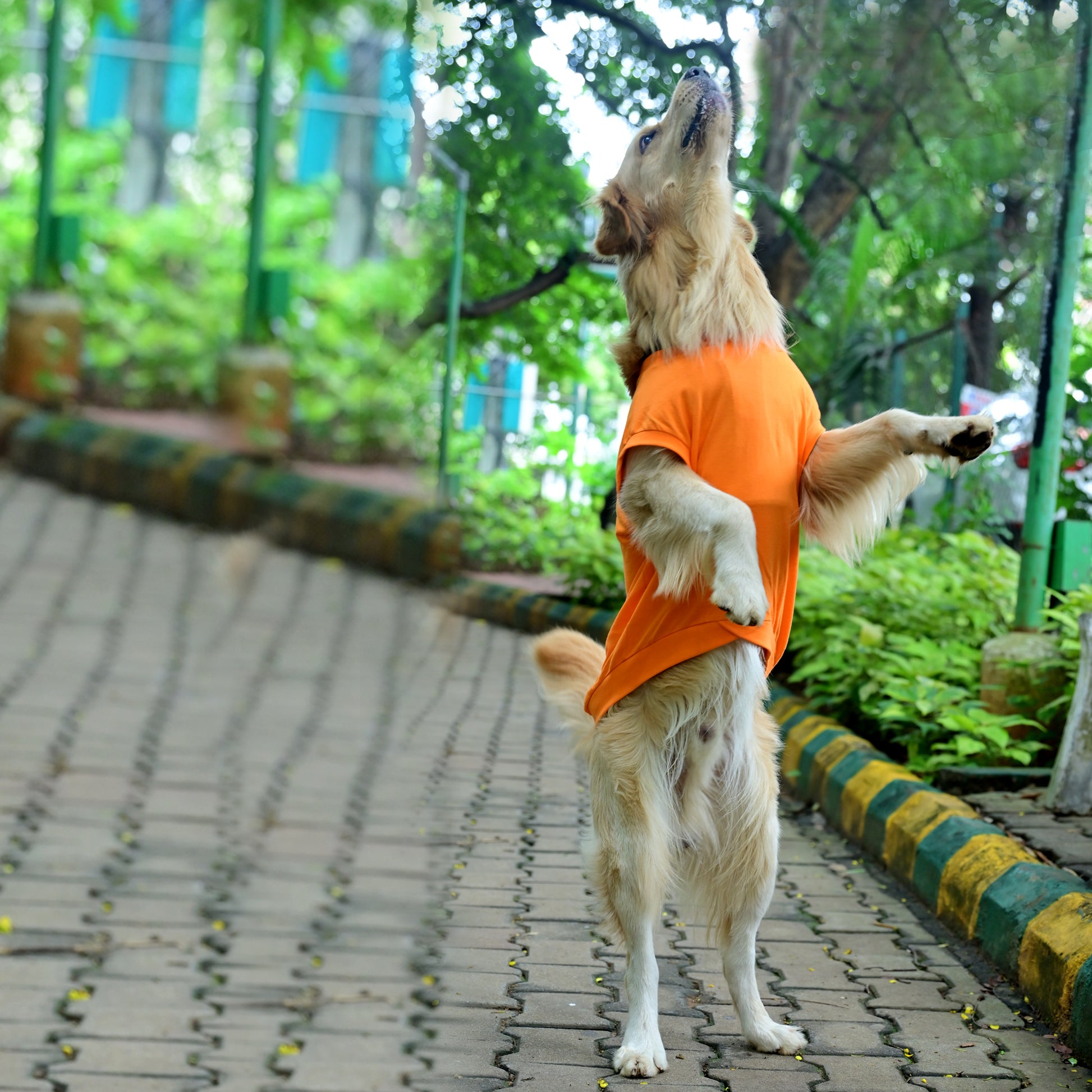 Tired-a? Oh Bhrame! Nan Recharge Mode On Guru! Kannada cotton dog t-shirt in orange, sleeveless, standing pose showing high belly cut and perfect back length. For small, medium and large dogs