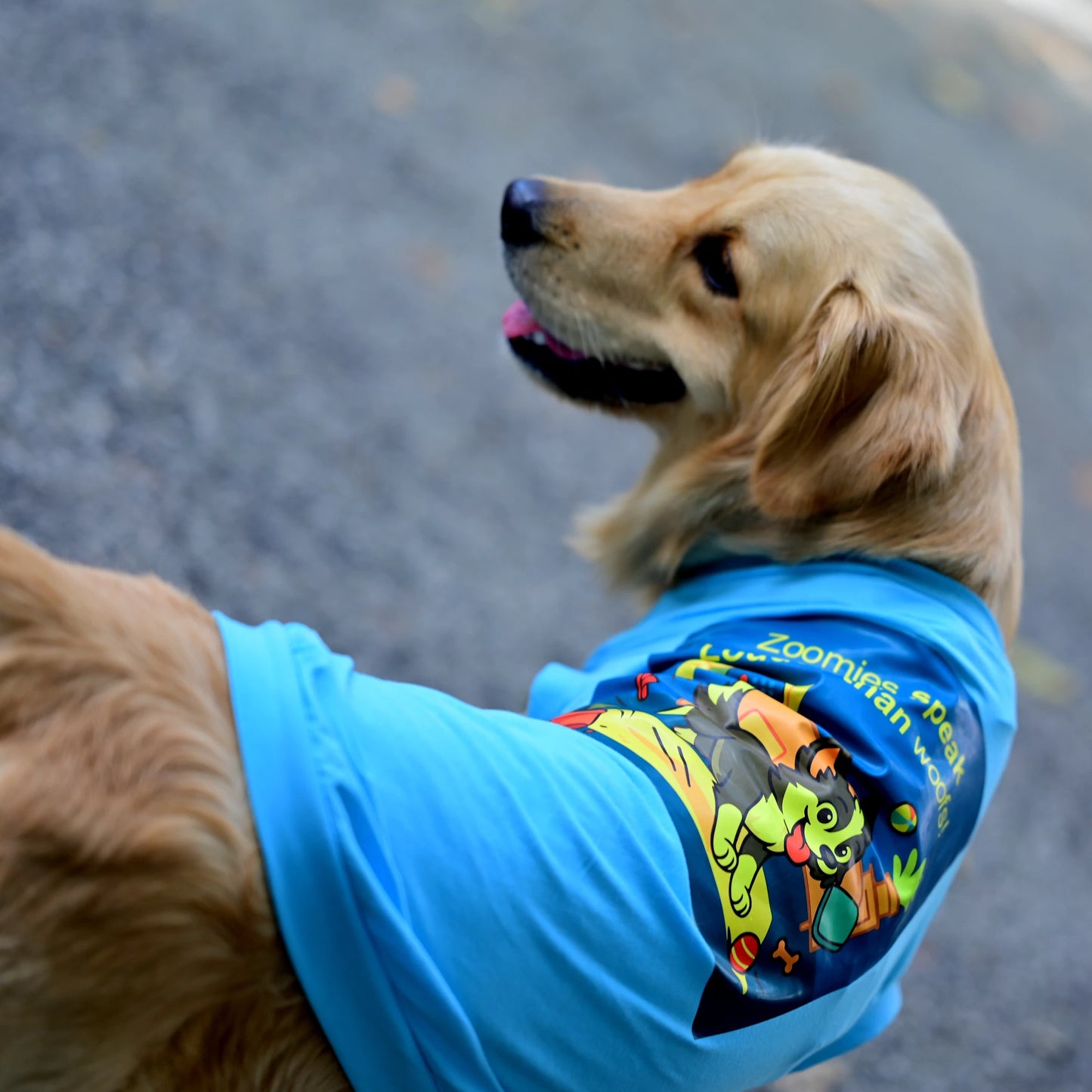 Zoomies Speak Louder Than Woofs blue sleeveless cotton dog T-shirt on a dog showing playful zoomies graphic and perfect back length. Comfy, stylish fit for small, medium, and large dogs.