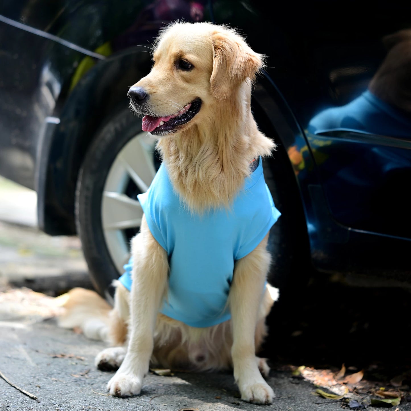 Zoomies speak louder than woofs blue sleeveless cotton dog t-shirt front pose on sitting dog showing tailored fit, high belly cut and comfy feel. Available for small, medium, and large dogs.