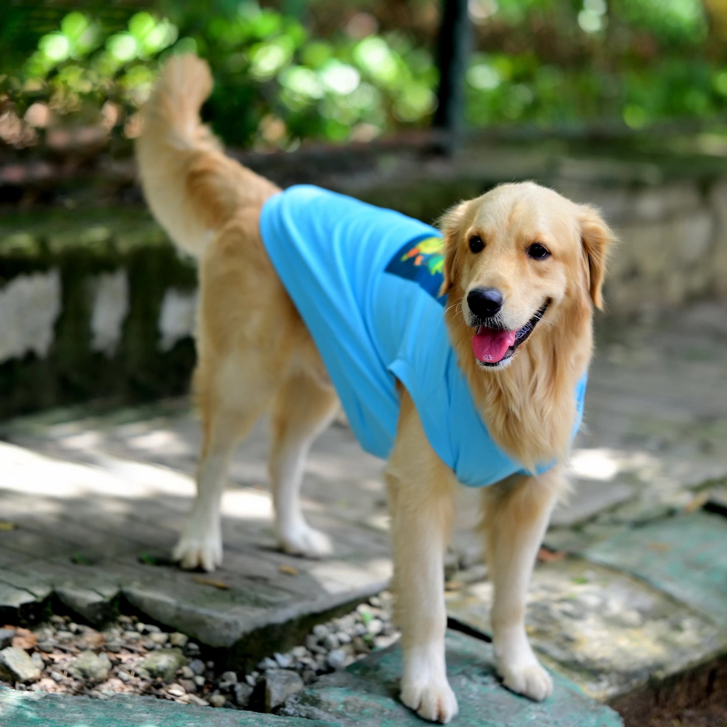 Zoomies speak louder than woofs blue sleeveless cotton Kannada dog t-shirt on standing left profile, showing high belly cut and perfect back length. Available for small, medium, and large dogs.